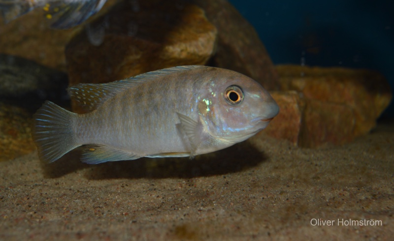Labeotropheus fuelleborni 'Namalenje Island'